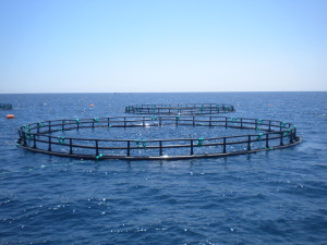 HDPE Fishing Cage Floating Fish Farming Cage for Sea Aquaculature